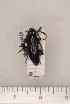  (Iberodorcadion amorii segurense - CLV46910)  @13 [ ] Unspecified (default): All Rights Reserved  A Unspecified
