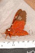  ( - CLV112510)  @12 [ ] Copyright (2010) Unspecified Institut National de la Recherche Agronomique, Orleans, Forestry Zoology