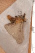  ( - CLV112910)  @13 [ ] Copyright (2010) Unspecified Institut National de la Recherche Agronomique, Orleans, Forestry Zoology