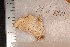  ( - CLV1164)  @12 [ ] Copyright (2010) Unspecified Institut National de la Recherche Agronomique, Orleans, Forestry Zoology