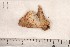  ( - CLV1175)  @12 [ ] Copyright (2010) Unspecified Institut National de la Recherche Agronomique, Orleans, Forestry Zoology