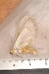  ( - CLV1181)  @12 [ ] Copyright (2010) Unspecified Institut National de la Recherche Agronomique, Orleans, Forestry Zoology