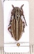  (Iberodorcadion graellsii - CLV1199)  @14 [ ] Unspecified (default): All Rights Reserved  Unspecified Unspecified