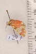  ( - CLV1217)  @12 [ ] Copyright (2010) Unspecified Institut National de la Recherche Agronomique, Orleans, Forestry Zoology