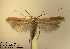  (Caloptilia elongella - ALelong2)  @14 [ ] Copyright (2010) Zdenek Lastuvka Unspecified