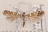  ( - CLV1508)  @13 [ ] Copyright (2010) David C. Lees Research Collection of David C. Lees