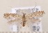  ( - CLV1517)  @13 [ ] Copyright (2010) David C. Lees Research Collection of David C. Lees
