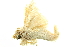  (Titya opalina - LNOU-1200)  @13 [ ] CreativeCommons - Attribution (2010) CBG Photography Group Centre for Biodiversity Genomics