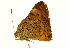  (Emesis cerea - BIOUG00719-H04)  @12 [ ] CreativeCommons - Attribution (2011) CBG Photography Group Centre for Biodiversity Genomics