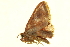  ( - BIOUG00731-C03)  @13 [ ] CreativeCommons - Attribution (2011) CBG Photography Group Centre for Biodiversity Genomics