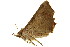  ( - BIOUG00735-A11)  @13 [ ] CreativeCommons - Attribution (2011) CBG Photography Group Centre for Biodiversity Genomics