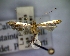  (Caloptilia staintoni - CLV5197)  @11 [ ] Copyright (2012) Olivier Bouteleux Unspecified