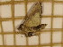  (Hapigia ribbei - CLV3854)  @12 [ ] Copyright (2011) Olivier Bouteleux Unspecified
