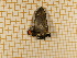  ( - CLV4069)  @12 [ ] Copyright (2012) Olivier Bouteleux Unspecified