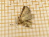  ( - CLV4125)  @12 [ ] Copyright (2012) Olivier Bouteleux Unspecified