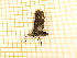  ( - CLV4285)  @12 [ ] Copyright (2012) Olivier Bouteleux Institut National de la Recherche Agronomique, Forestry Zoology