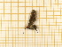  ( - CLV4286)  @12 [ ] Copyright (2012) Olivier Bouteleux Institut National de la Recherche Agronomique, Forestry Zoology