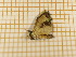  ( - CLV4299)  @12 [ ] Copyright (2012) Olivier Bouteleux Institut National de la Recherche Agronomique, Forestry Zoology