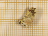  ( - CLV4300)  @12 [ ] Copyright (2012) Olivier Bouteleux Institut National de la Recherche Agronomique, Forestry Zoology