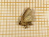  ( - CLV430811)  @12 [ ] Copyright (2012) Olivier Bouteleux Institut National de la Recherche Agronomique, Forestry Zoology