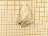  ( - CLV4321)  @12 [ ] Copyright (2012) Olivier Bouteleux Institut National de la Recherche Agronomique, Forestry Zoology