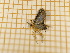  ( - CLV4329)  @12 [ ] Copyright (2012) Olivier Bouteleux Institut National de la Recherche Agronomique, Forestry Zoology