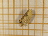  ( - CLV4331)  @12 [ ] Copyright (2012) Olivier Bouteleux Institut National de la Recherche Agronomique, Forestry Zoology