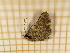 ( - CLV4333)  @13 [ ] Copyright (2012) Olivier Bouteleux Institut National de la Recherche Agronomique, Forestry Zoology