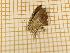  ( - CLV4441)  @12 [ ] Copyright (2012) Olivier Bouteleux Institut National de la Recherche Agronomique, Forestry Zoology