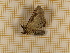  ( - CLV4444)  @13 [ ] Copyright (2012) Olivier Bouteleux Institut National de la Recherche Agronomique, Forestry Zoology