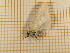  ( - CLV4458)  @12 [ ] Copyright (2012) Olivier Bouteleux Institut National de la Recherche Agronomique, Forestry Zoology