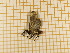  ( - CLV4465)  @12 [ ] Copyright (2012) Olivier Bouteleux Institut National de la Recherche Agronomique, Forestry Zoology