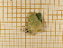  ( - CLV4474)  @12 [ ] Copyright (2012) Olivier Bouteleux Institut National de la Recherche Agronomique, Forestry Zoology
