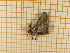  ( - CLV4489)  @13 [ ] Copyright (2012) Olivier Bouteleux Institut National de la Recherche Agronomique, Forestry Zoology