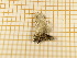 ( - CLV4491)  @12 [ ] Copyright (2012) Olivier Bouteleux Institut National de la Recherche Agronomique, Forestry Zoology