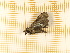  ( - CLV4500)  @12 [ ] Copyright (2012) Olivier Bouteleux Institut National de la Recherche Agronomique, Forestry Zoology