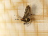  ( - CLV4513)  @12 [ ] Copyright (2012) Olivier Bouteleux Institut National de la Recherche Agronomique, Forestry Zoology