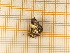  ( - CLV4521)  @12 [ ] Copyright (2012) Olivier Bouteleux Institut National de la Recherche Agronomique, Forestry Zoology