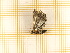  ( - CLV4522)  @12 [ ] Copyright (2012) Olivier Bouteleux Institut National de la Recherche Agronomique, Forestry Zoology