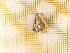  ( - CLV4523)  @12 [ ] Copyright (2012) Olivier Bouteleux Institut National de la Recherche Agronomique, Forestry Zoology