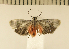  ( - CLV4675)  @13 [ ] Copyright (2012) Olivier Bouteleux Institut National de la Recherche Agronomique, Forestry Zoology