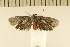  ( - CLV4690)  @13 [ ] Copyright (2012) Olivier Bouteleux Institut National de la Recherche Agronomique, Forestry Zoology