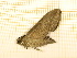  ( - CLV4745)  @12 [ ] Copyright (2012) Olivier Bouteleux Institut National de la Recherche Agronomique, Forestry Zoology