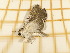  ( - CLV4755)  @12 [ ] Copyright (2012) Olivier Bouteleux Institut National de la Recherche Agronomique, Forestry Zoology