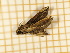  ( - CLV4761)  @12 [ ] Copyright (2012) Olivier Bouteleux Institut National de la Recherche Agronomique, Forestry Zoology