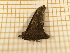  ( - CLV4762)  @13 [ ] Copyright (2012) Olivier Bouteleux Institut National de la Recherche Agronomique, Forestry Zoology