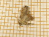  ( - CLV4781)  @12 [ ] Copyright (2012) Olivier Bouteleux Institut National de la Recherche Agronomique, Forestry Zoology