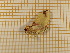  ( - CLV4796)  @13 [ ] Copyright (2012) Olivier Bouteleux Institut National de la Recherche Agronomique, Forestry Zoology
