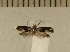  ( - CLV4930)  @12 [ ] Copyright (2012) Olivier Bouteleux Institut National de la Recherche Agronomique, Forestry Zoology