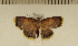  (Tricentra debilis - CLV5018)  @14 [ ] Copyright (2012) Olivier Bouteleux Institut National de la Recherche Agronomique, Forestry Zoology